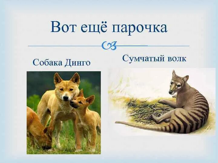 Тест по литературе 6 класс собака динго. Собака динго сумчатая. сумчатый волк и динго. собака динго и волк. сумчатый волк размеры.