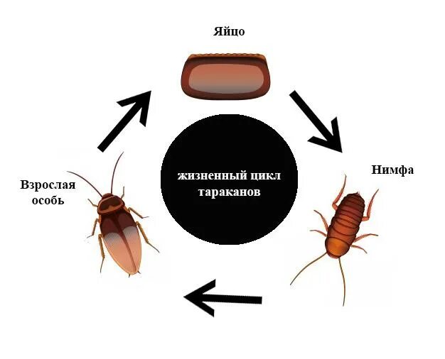 Стадии развития тараканов. Цикл развития таракана. цикл развития таракана прусака. жизненный цикл черного и рыжего таракана. цикл развития таракана схема.