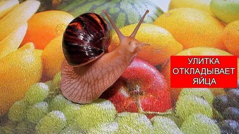 Яблочные улитки ядовитые