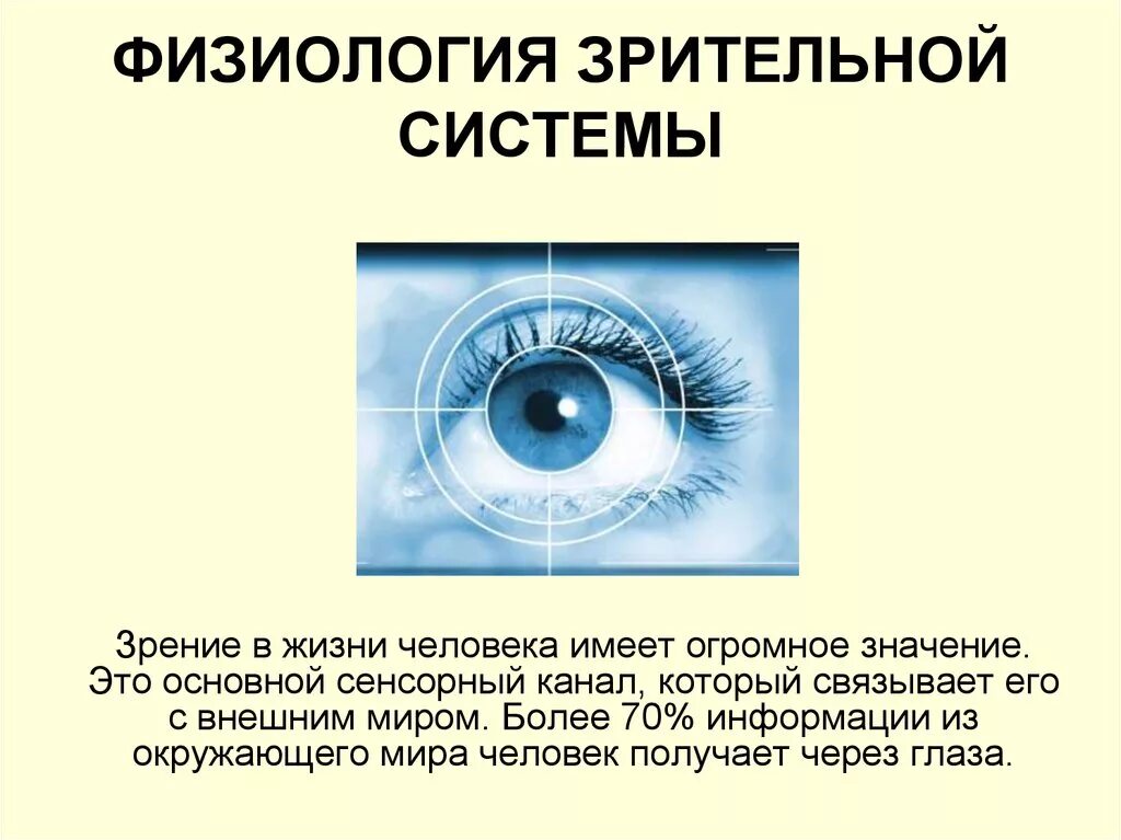 Информация через зрение. Зрительная информация. Значение зрительной системы. Физиология зрения. Сенсорная система зрения физиология.
