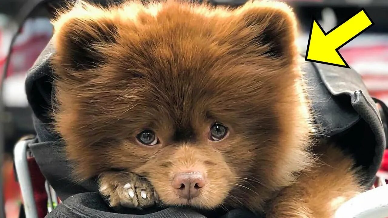 O pet da vez - Boo Bichos Teddy bear dog, Boo the dog, Famous dogs