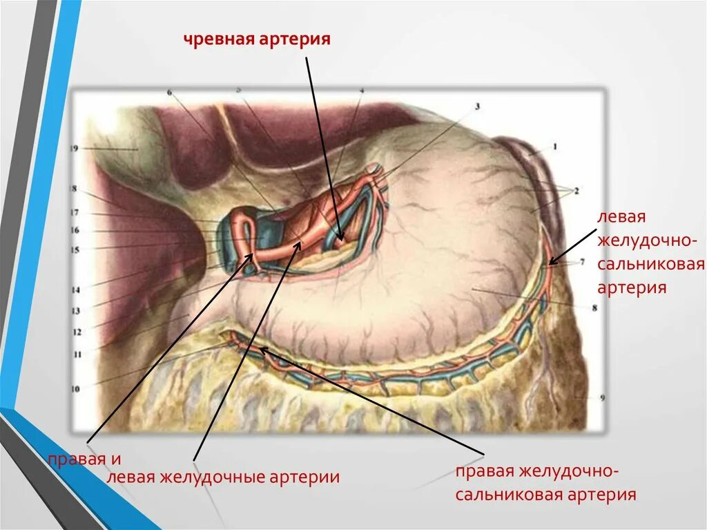 Правая желудочная вена. Правая и левая желудочные артерии. Левые желудочно-сальниковые узлы. Артерии в сальниковой сумке.