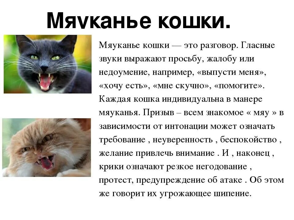 Почему коты молчат