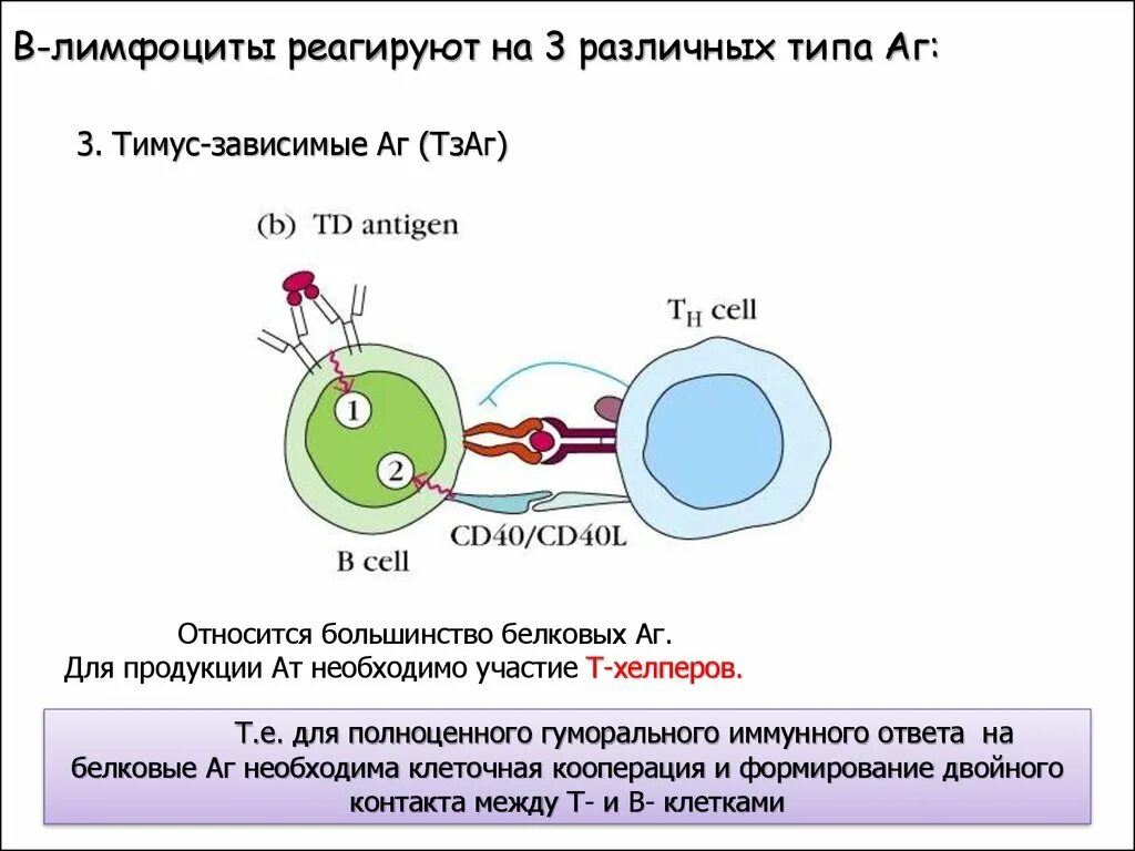 Бластная трансформация лимфоцитов. Реакция бласттрансформации лимфоцитов. Т лимфоциты схема. Реакция бластной трансформации лимфоцитов. Характеристика в лимфоцитов