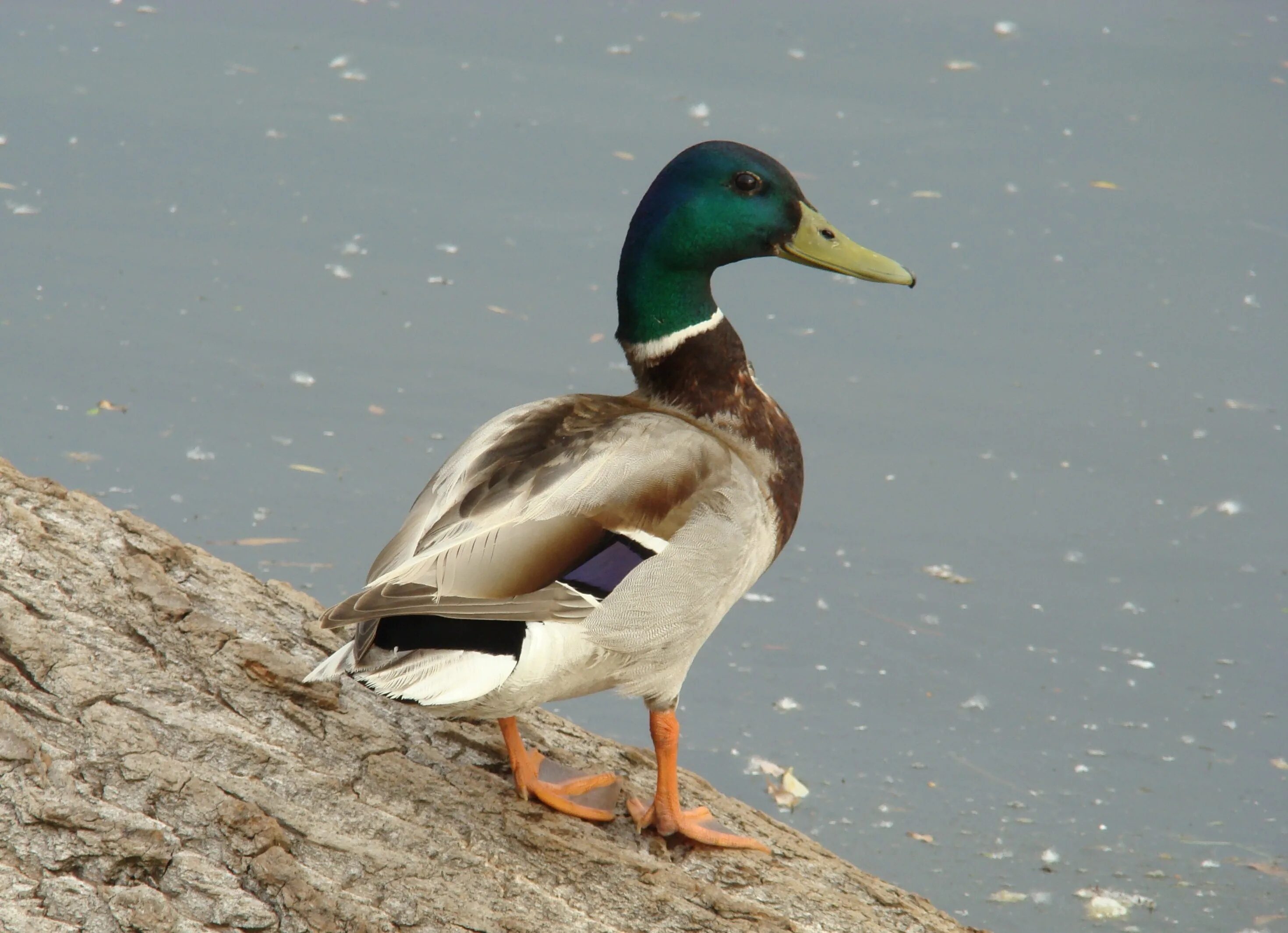 Duck source. Дикая утка кряква. Утка кряква селезень. Селезень утки кряквы. Утка кряква фото.