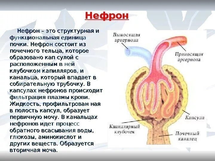 Что является структурной и функциональной единицей почки. Структурно-функциональная единица почки. нефрон структурно-функциональная единица почки. структурная единица почки. нефрон функциональная единица.