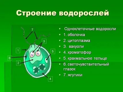 Красные одноклеточные водоросли представители