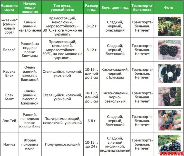 Сколько время сортов