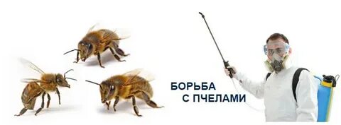 Пчела борьба
