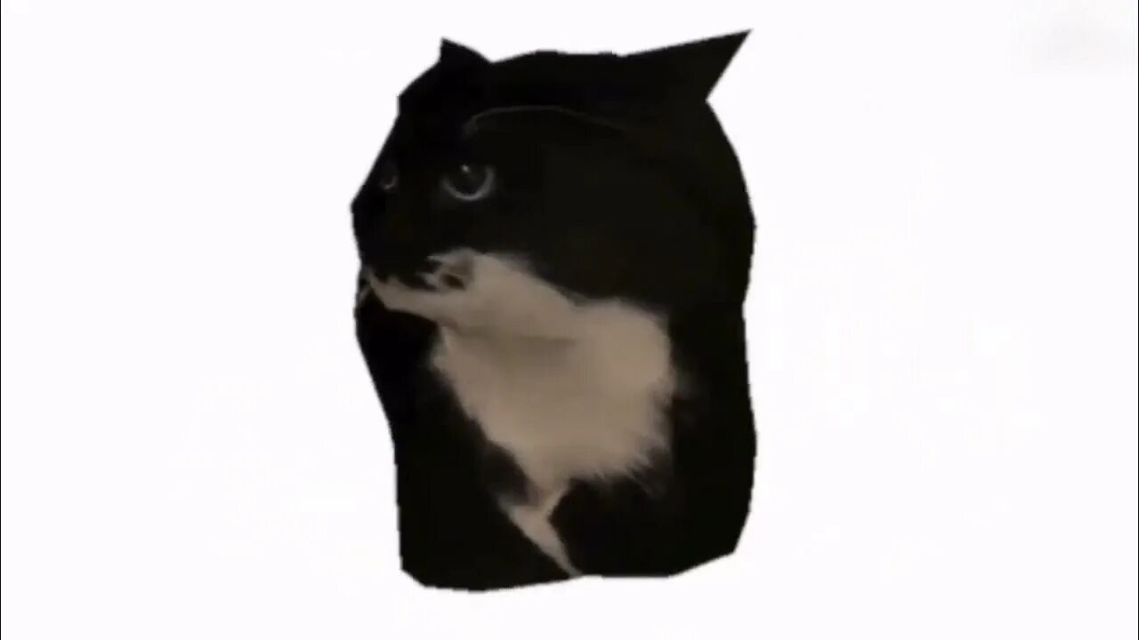 Maxwell the Spinning cat! - YouTube