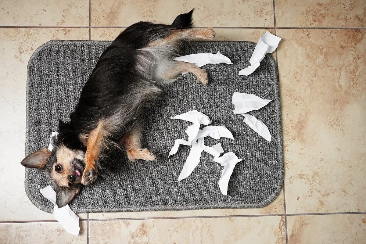 Собака съела 2. Собачка смешная на коврике. Собака на коврике фото. Довольная собачка на полу.