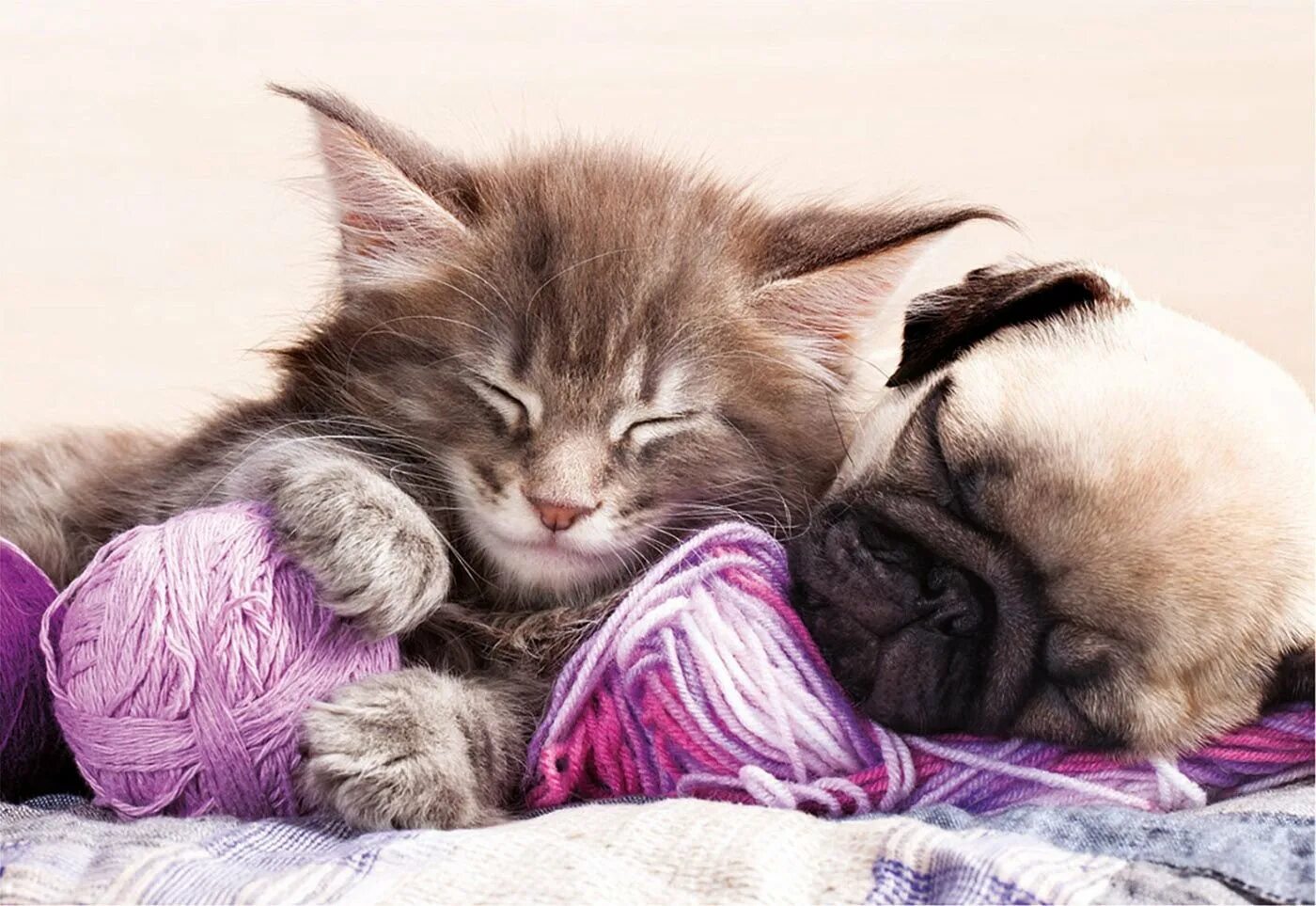 Сладких снов картинки. Котенок. Спокойной ночи!. Спокойной ночи котик. Спокойной ночи животные. Спакоины ночи с котиками.