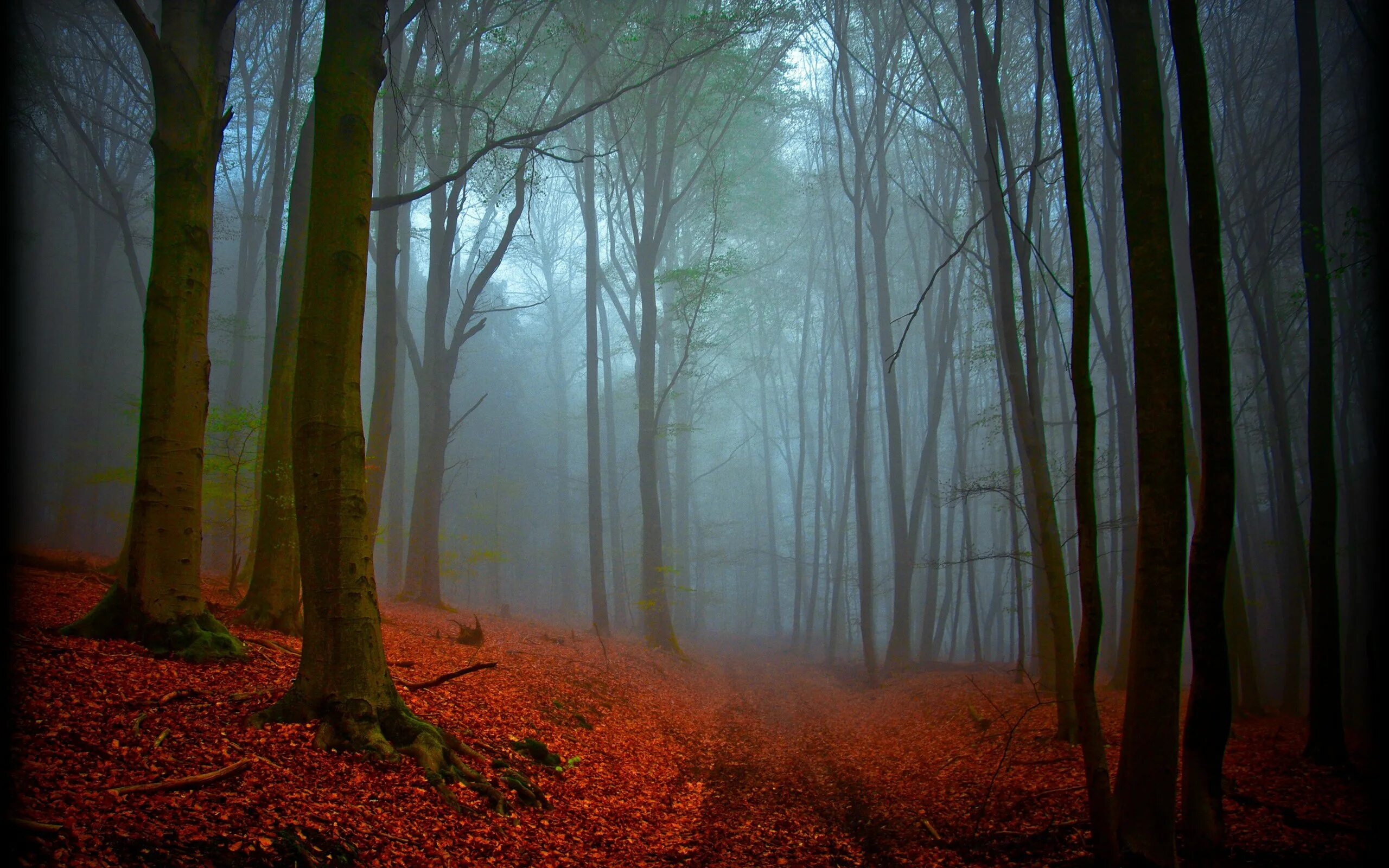 Самый черный лес. Шварцвальд темный лес. Шварцвальд Германия осень. Schwarzwald в лесу. Шварцвальд (the Black Forest), Германия.