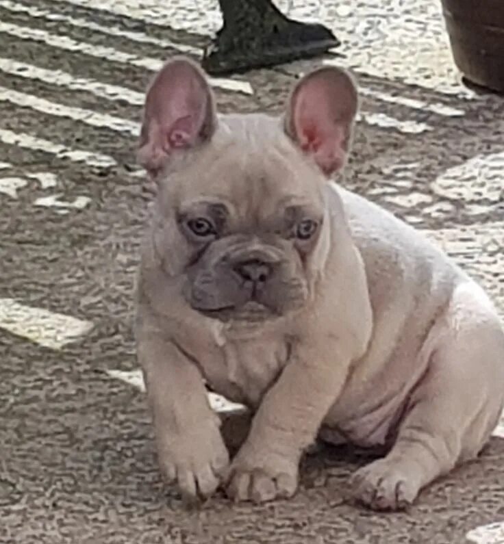 Лиловый французский бульдог фото Blue Frenchie and lilac Frenchie from First Class Frenchies! Französisch