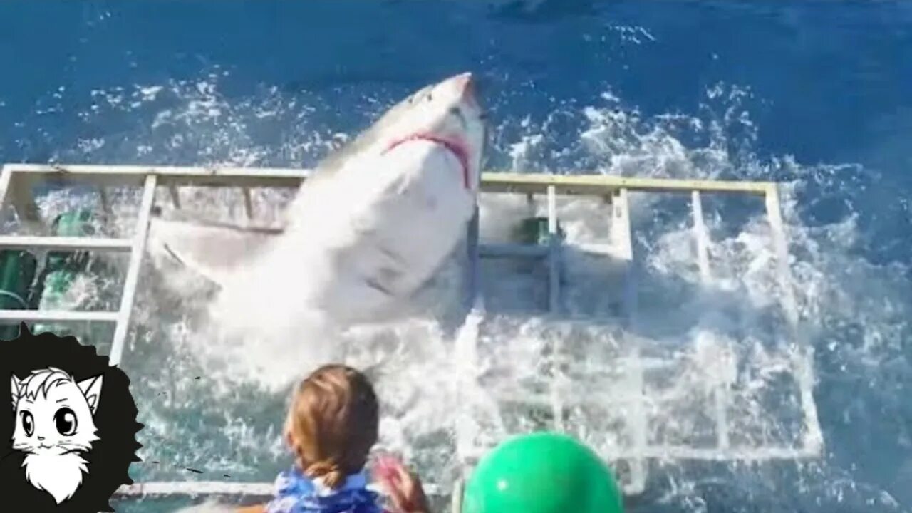 Нападение акулы в Хургаде 2022. Белая акула в океанариуме.