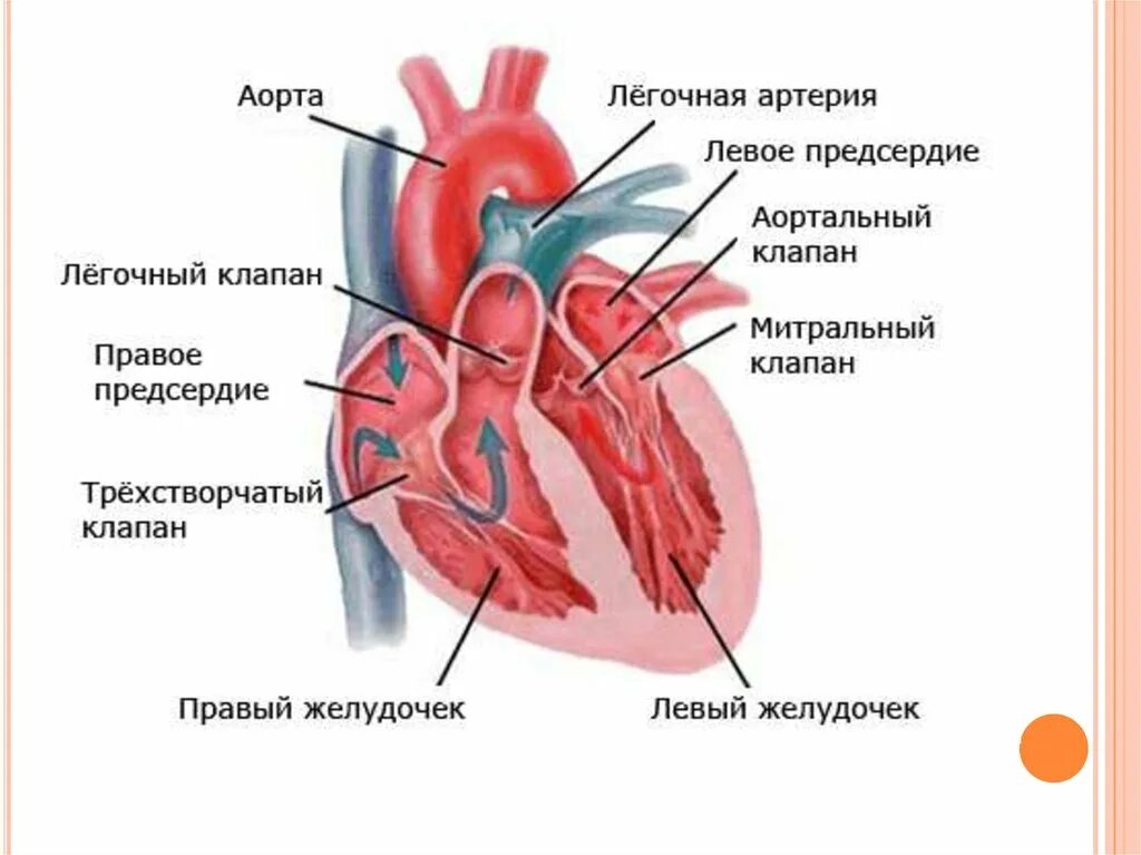 Строение сердца. Строение сердца человека. Внутреннее строение сердца. Левое предсердие рисунок. Какие сосуды в левом предсердии