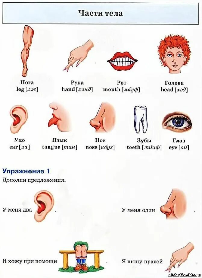 Английские части тела 3 класс с переводом. Части тела на английском языке с транскрипцией. Таблица частей тела на английском языке. Части тела на английском языке произношение. Части тела 3 класс английский язык с транскрипцией.