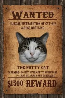 Wanted cat