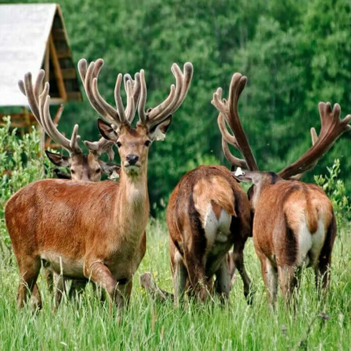 Благородный олень изюбрь. Ферма маралов аршан. Мараловодческое хозяйство алтай. Маралым. Маралым.