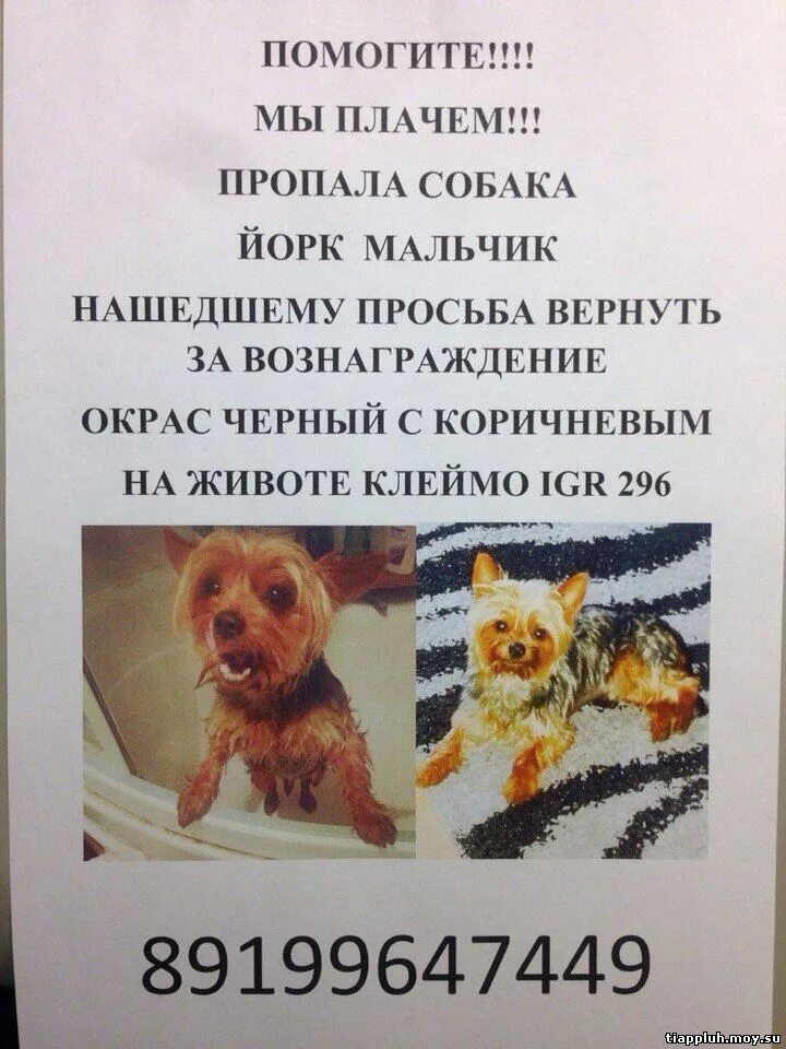 Нашедшего просьба вернуть