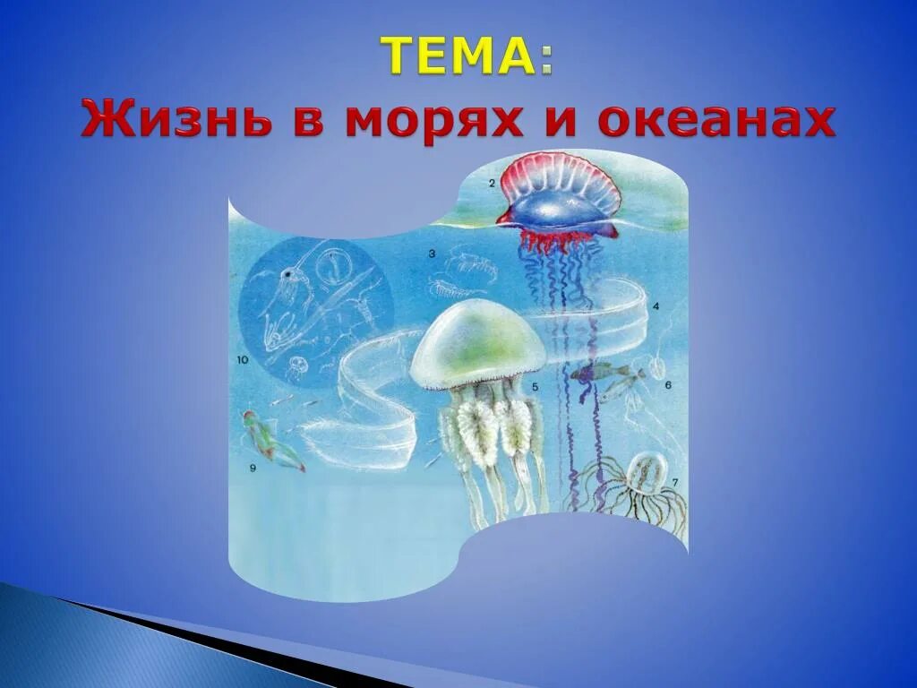 Сообщество толщи воды