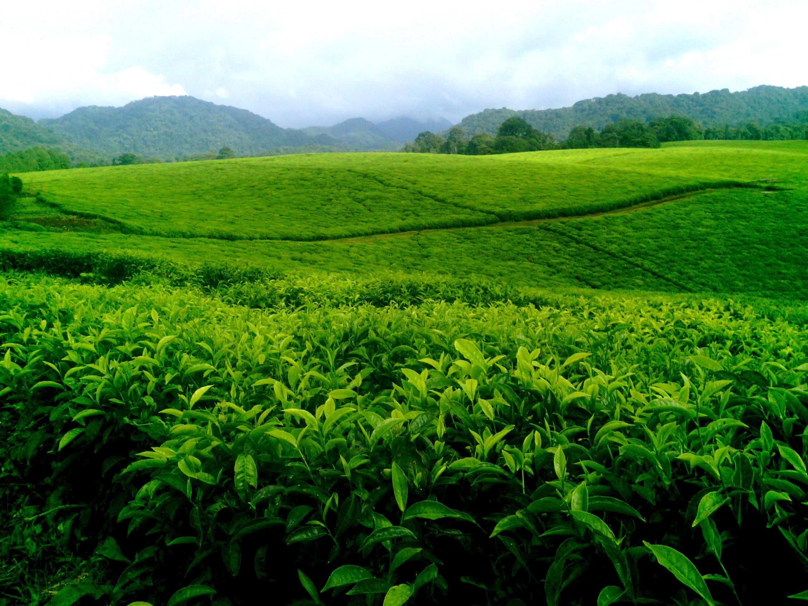 Зеленый чай шри ланка. Шри Ланка плантации чая. Чайные плантации Цейлона. Плантации чая Цейлон. Чайные плантации ширеланги.