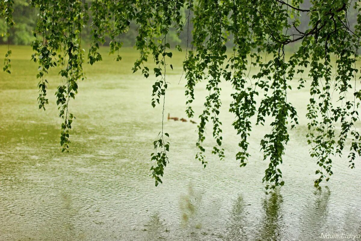 Мокнувший под дождем плакучая ива. Отражение березы в воде. береза под дождем. береза дождь. береза после дождя.