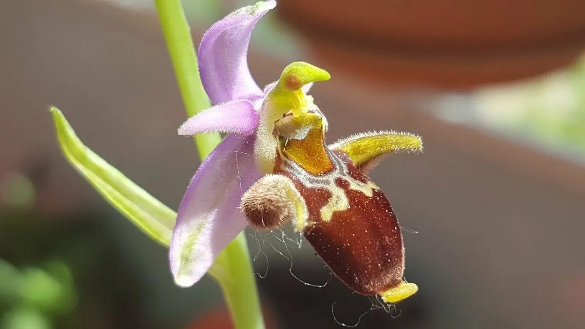 Хары бюльбюль цветок в карабахе. Харе бюль бюль. Хари булбул цветок. Хары бюль бюль цветок. Цветок хары бюль бюль у шуши.