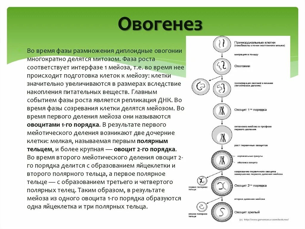 Овогенезом называется