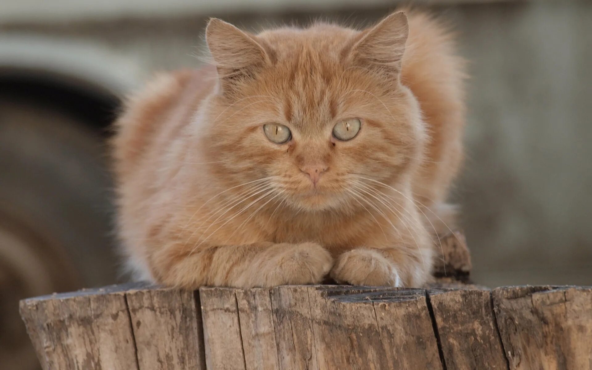 Рыжий кот животное. Рыжие коты. рыжий котёнок. красивый рыжий кот. породистые рыжие коты.