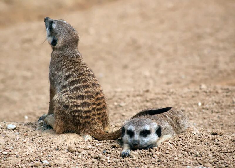 Сурикаты роют норы. Доброе утро сурикат. Сенегальский сурикат. Суслик. Напуганный сурикат.