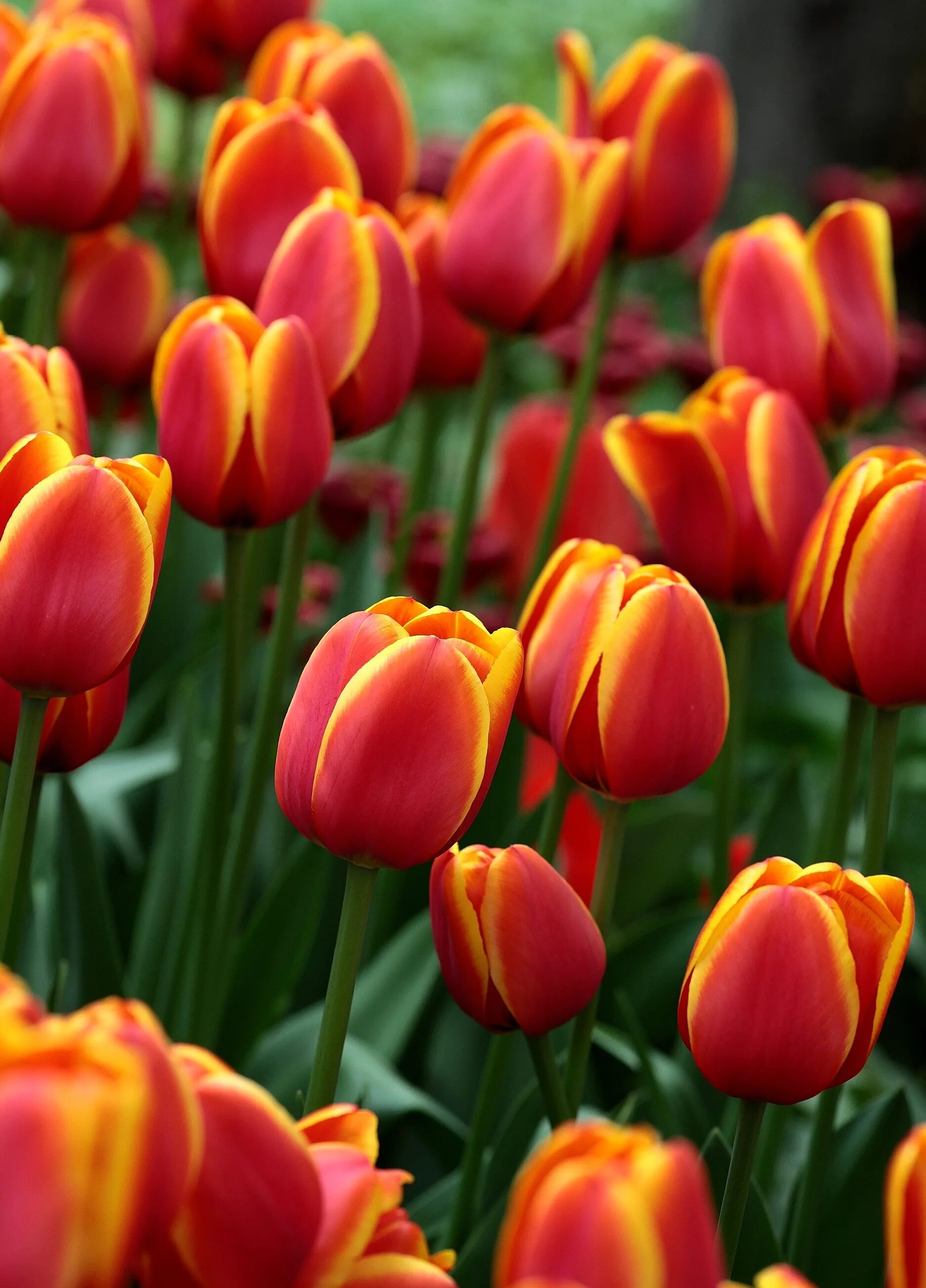 Тюльпан сорт денмарк. Тюльпан денмарк. Тюльпан денмарк. Тюльпан триумф денмарк. Тюльпаны сорт denmark.