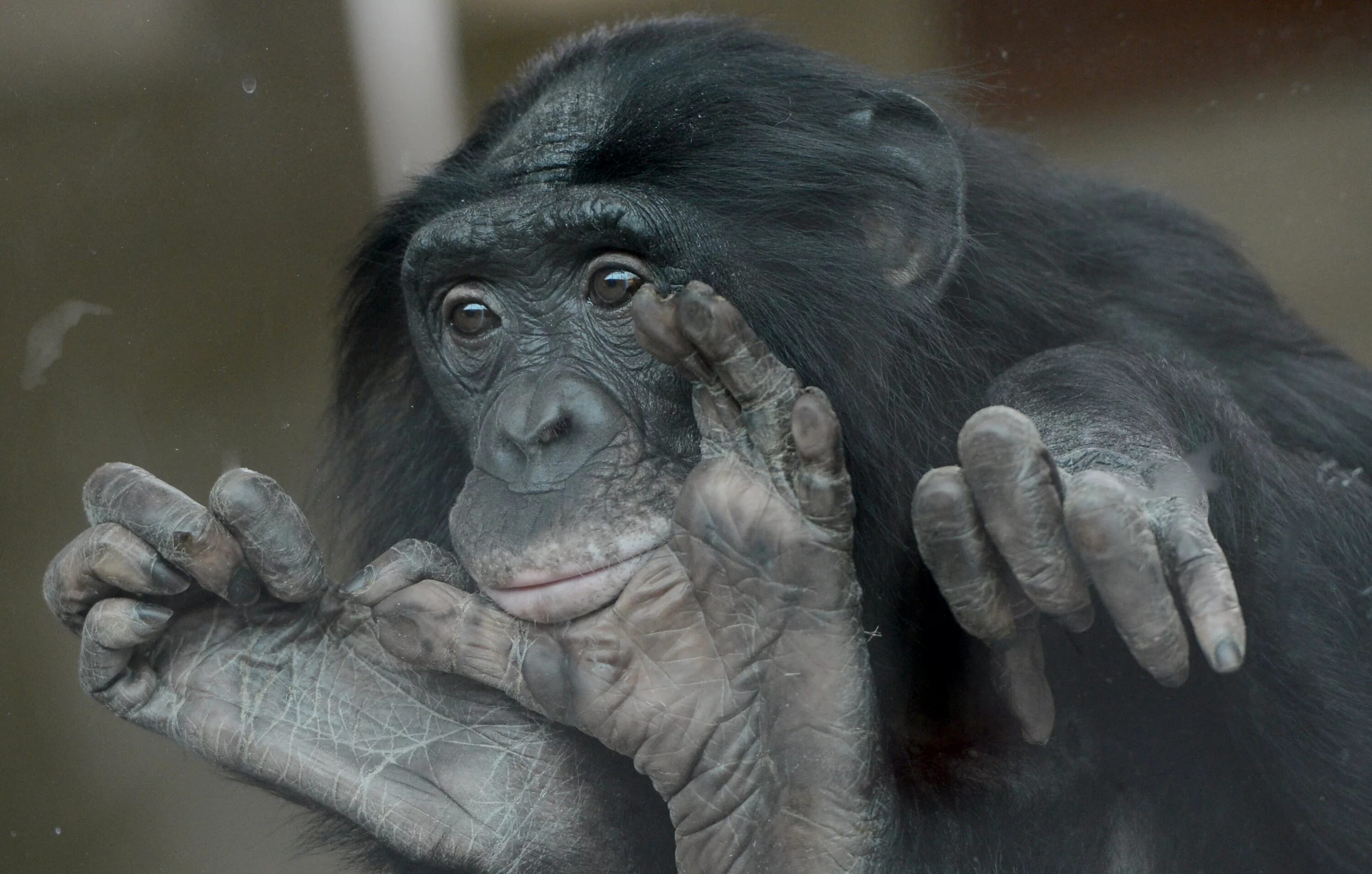 Ногти обезьяны. Шимпанзе бонобо. Ладонь бонобо. Рука обезьяны.
