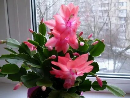 Цветущий рождественник