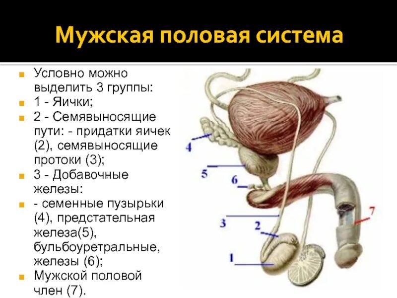 Простата яиц. Мужская половая система придаток семенника. Строение органов мужской половой системы. Мужская половая система анатомия строение яичек. Строение половой системы муж.