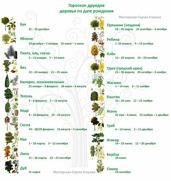 Деревья и растения по знакам зодиака. Дерево по зодиаку. Календарь друидов деревья. Гороскоп деревьев.