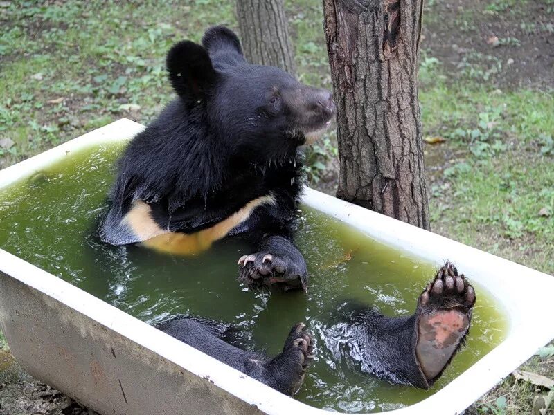 Медведь умывается. Медвежонок в ванной. Медвежонок купается. Медведь купается. Медведь купается в ванне.