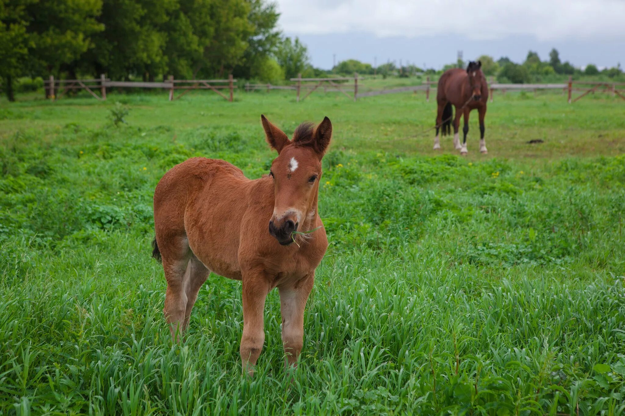 имя жеребенка. придумай кличку для жеребенка. красивые имена для коней. жеребенок название имя. имена лошадей девочек русские.