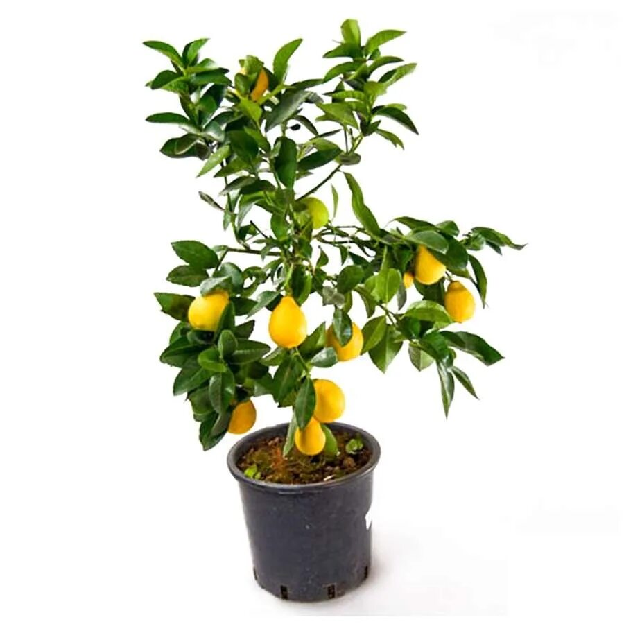 Маленькое лимонное дерево. Цитрофортунелла цитрус лимон. Цитрофортунелла лимон штамбовая. Цитрофортунелла каламондин штамбовая, (d-15). Цитрофортунелла каламондин d14 h35.