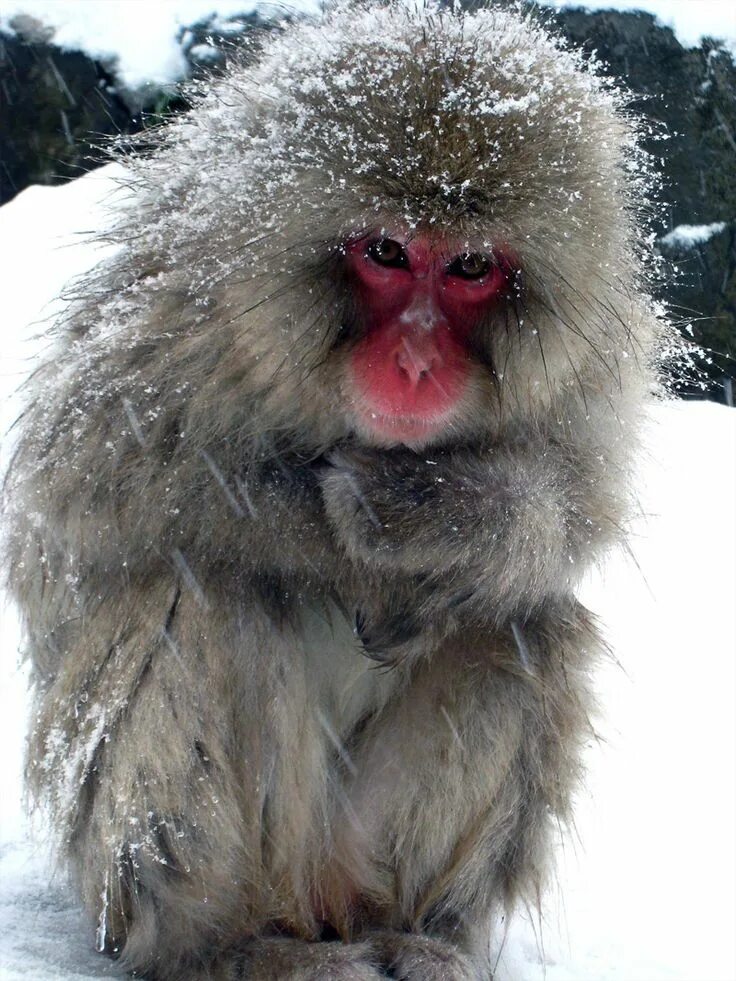 Frozen monkey. Японские макаки. Японские макаки в горячих источниках. Макака замерзла. Японские макаки приспособления.