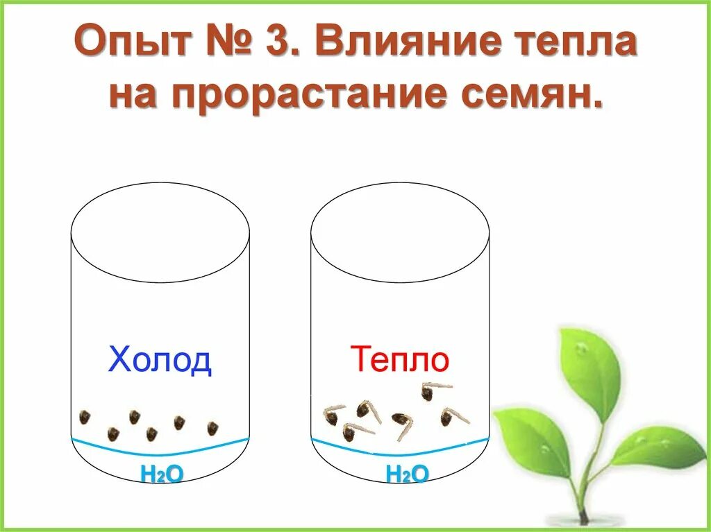 Как вода влияет на проростание семян. Влияние света на прорастание семян гороха. Влияние света на прорастание семян опыт. Тепло для прорастания семян. Свет влияет на прорастание семян.