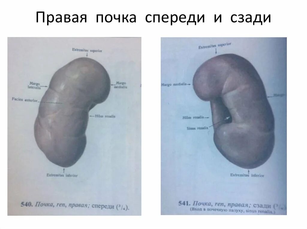 Почки спереди. Почки вид спереди. Расположение правой почки. Правая почка меньше левой