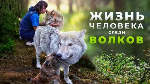 Жизнь волка видео