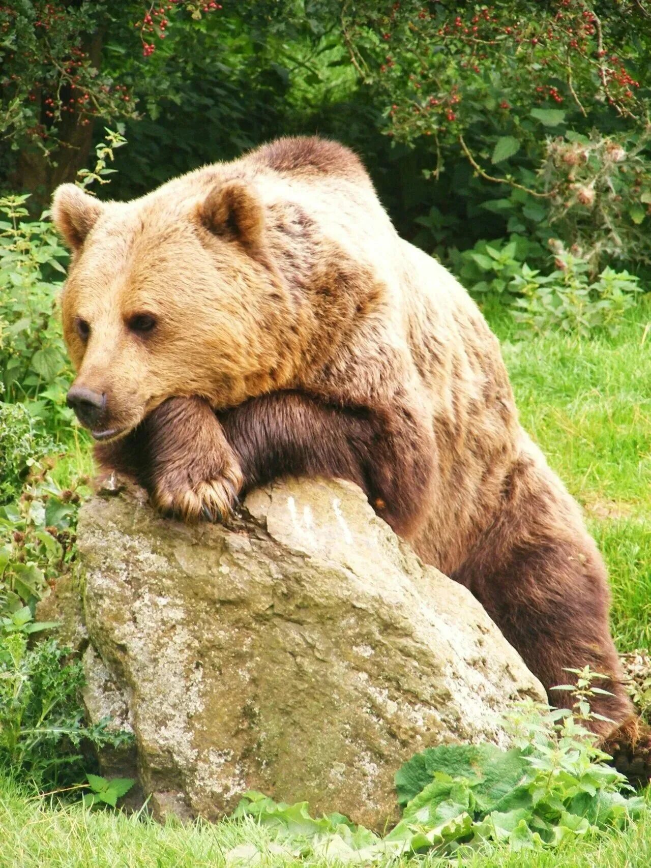 Лучший медведь года. Дальневосточный бурый медведь. уссурийский бурый медведь. тяньшанский бурый медведь. гризли североамериканский бурый медведь.