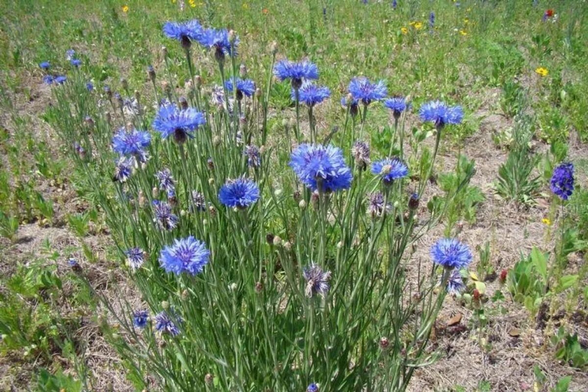 Травянистое растение синего цвета. Василек синий (Centaurea cyanus). Василек синий (полевой) - Centaurea cyanus. Василек сорняк. Василек сорное растение.