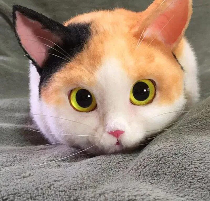 Как будет выглядеть кошка