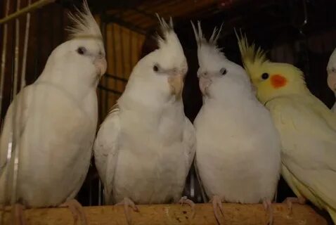 Безщекая корелла