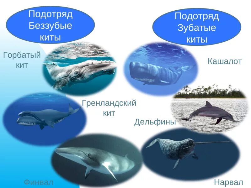 Киты и дельфины относятся к земноводным. Китообразные зубатые представители. отряд китообразные усатые киты. подотряд зубатые киты представители. отряд китообразные зубатые киты представители.