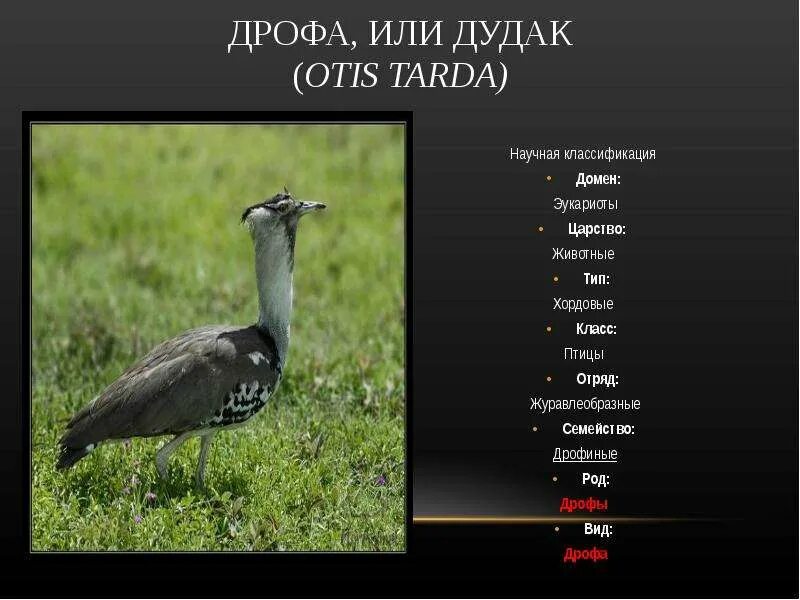 Птица царство тип класс отряд вид. Классификация дрофы. дрофа. дрофа птица. семейство дрофиные птицы.