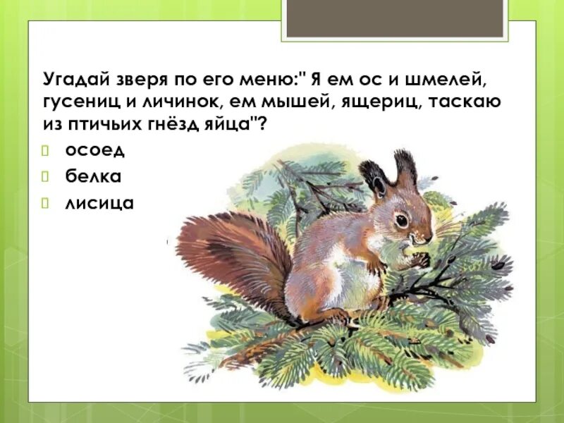 Рассказы Сладкова загадочный зверь. Белка Сладков. Сладков загадочный зверь